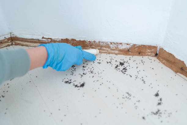Best Affordable Pest Control Services  in Prospect Rk, PA